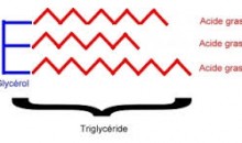 Schéma d'un triglycéride