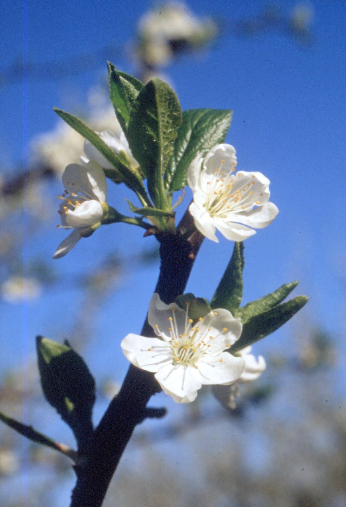 Fleur de prunier illustrant la fabrication d'huile d'amandon de pruneau Perles de Gascogne